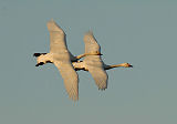 Bewick swans arriving at Slimbridge