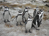 Penguins at Birdland